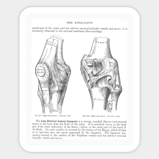 Antique Anatomy Papers Neck Gator Knee Joint Anatomy Sticker